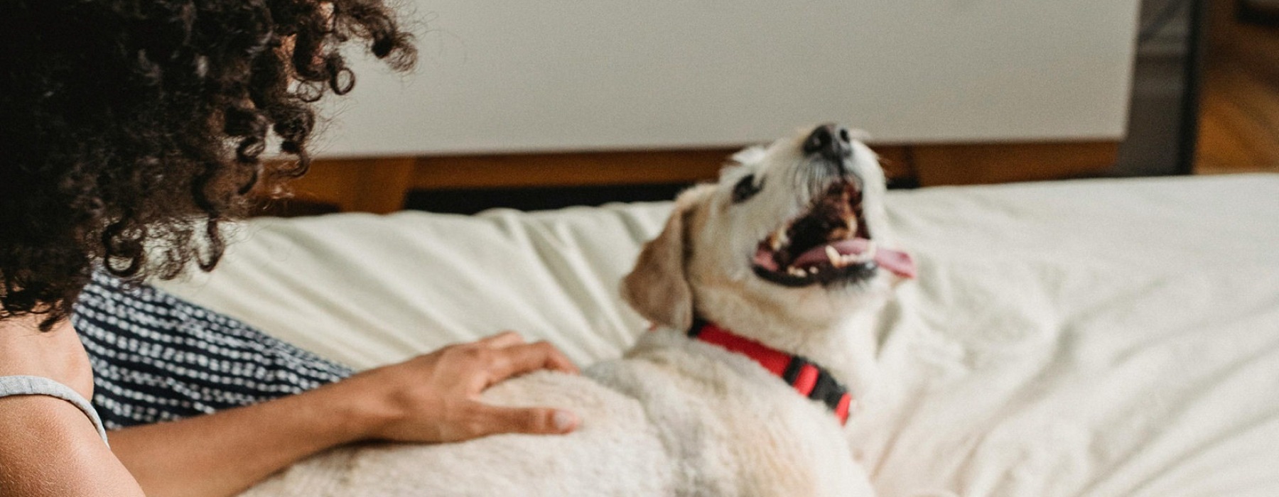 Pet-Friendly Apartments